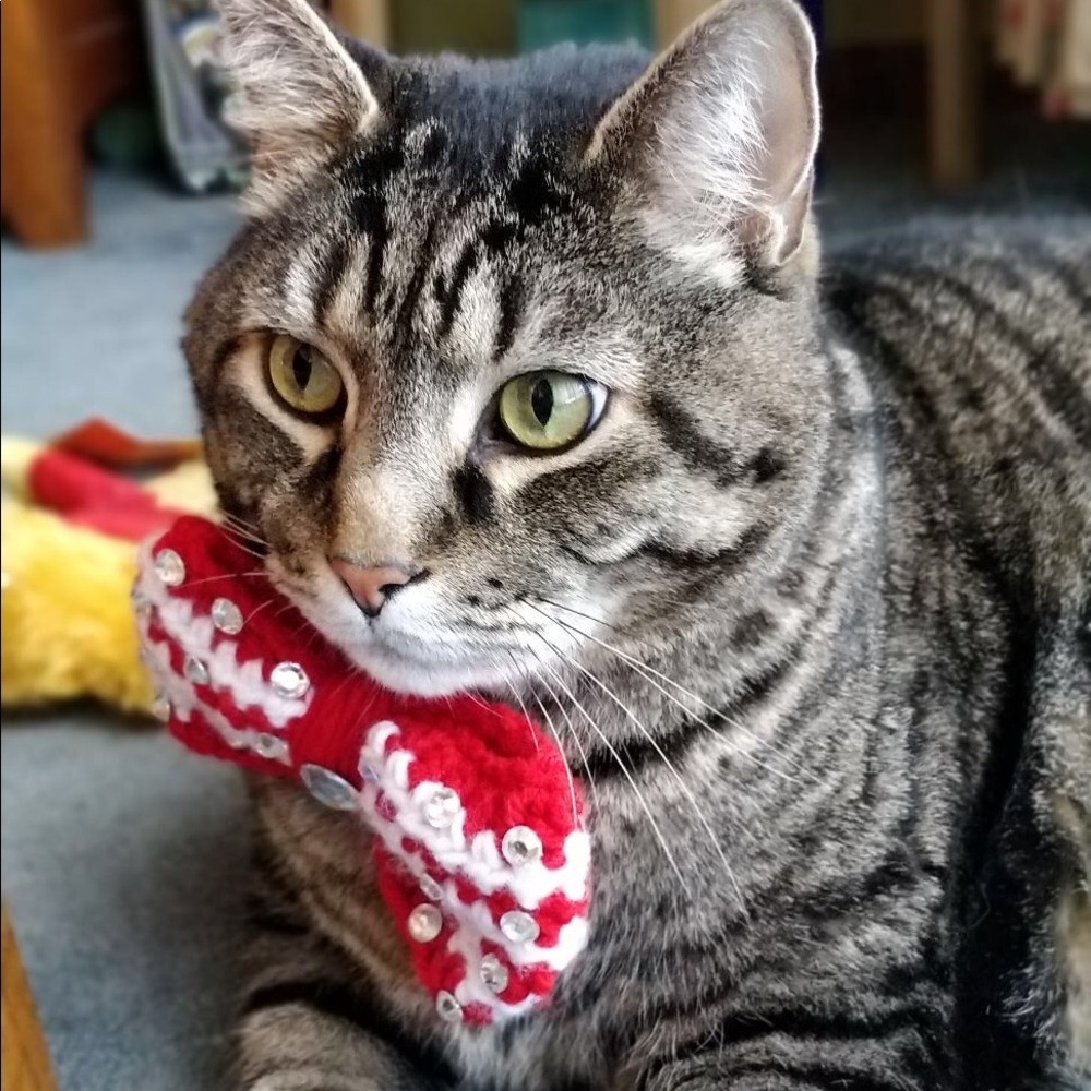⭐️ Bowties For Dogs and Cats - Picture 3 of 6